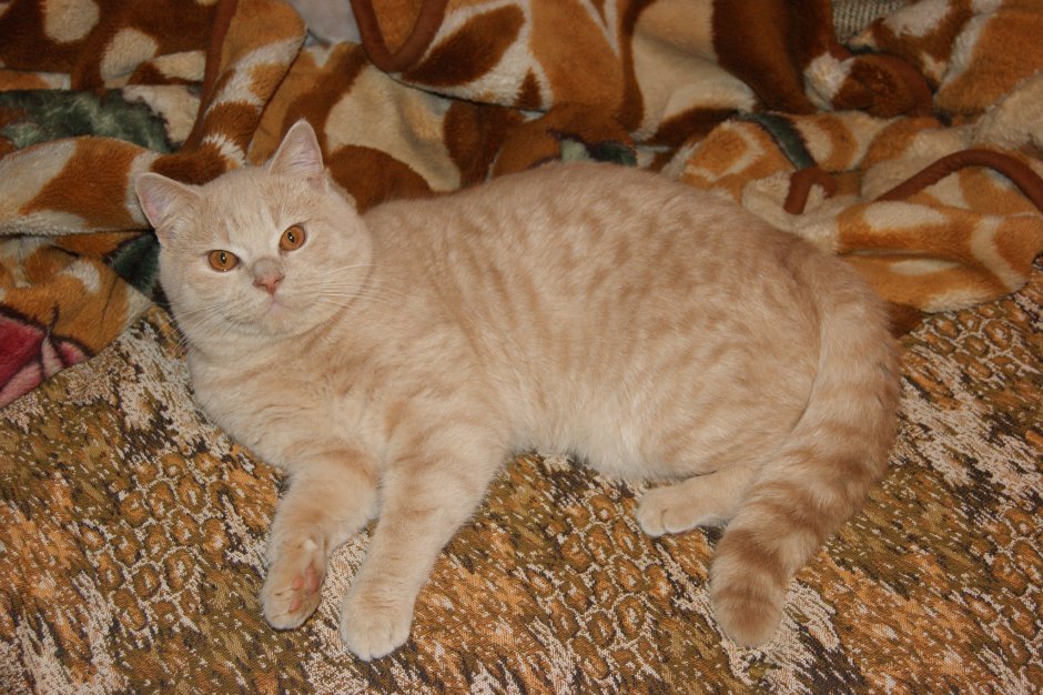 Шотландская вислоухая кошка колор Пойнт