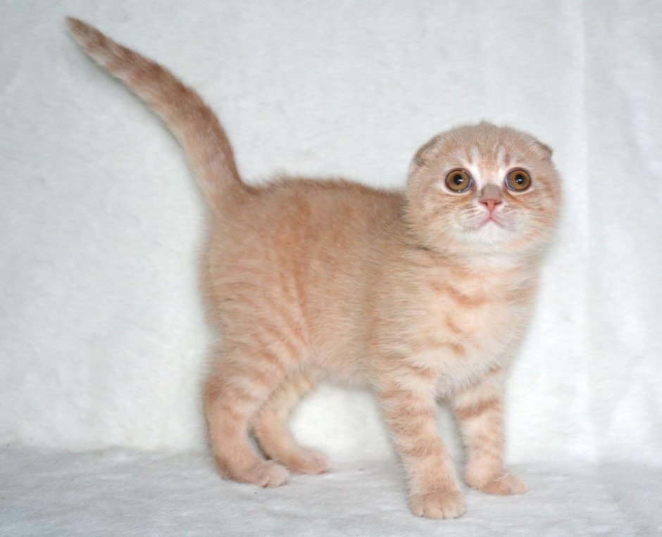 Скоттиш фолд персиковый прямоухий
