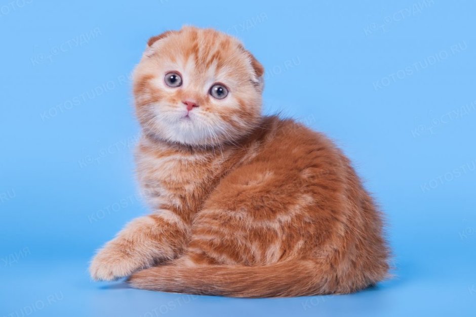 Шотландский скоттиш фолд персиковый прямоухий
