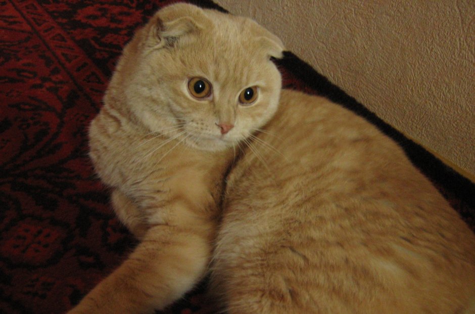 Британский вислоухий кот рыжий