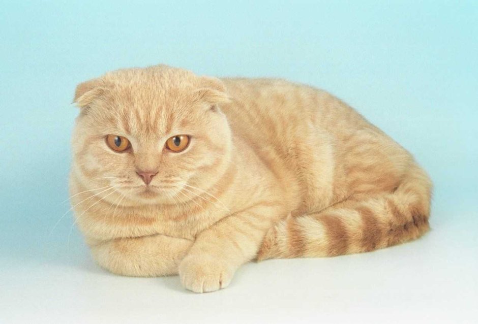 Скоттиш страйт кот рыжий