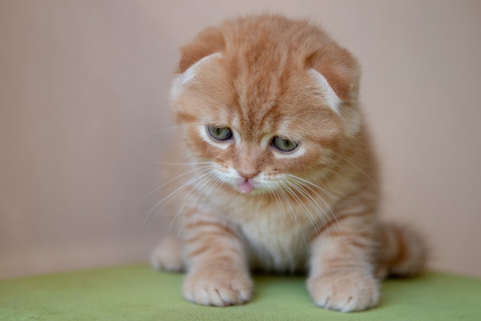 Шотландский прямоухий персиковый котенок