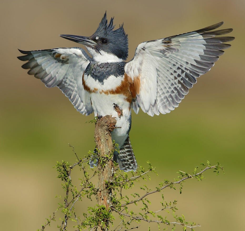 Belted Kingfisher птица