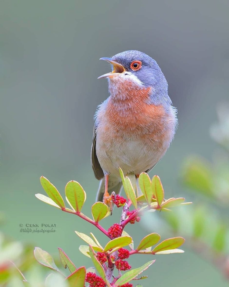 Птицы фото Пинтерест