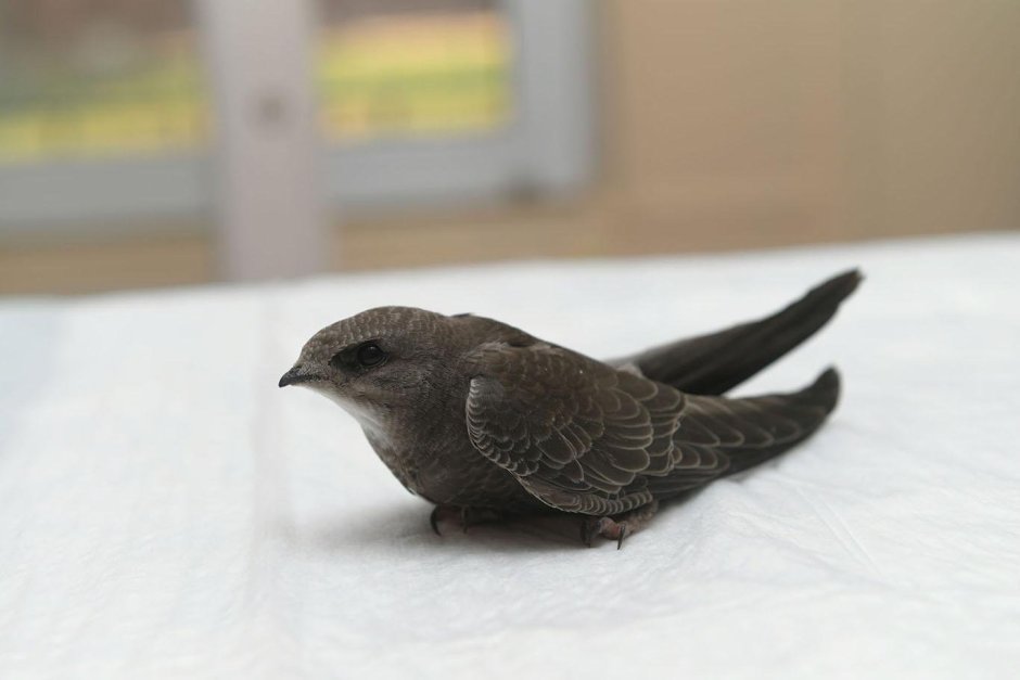 Стриж Абабиль