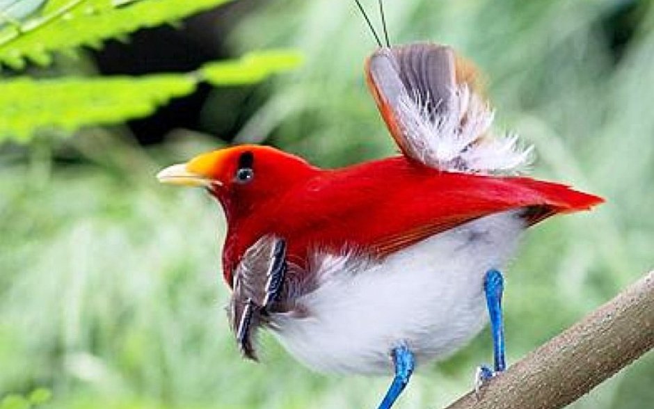 Редкие маленькие птицы