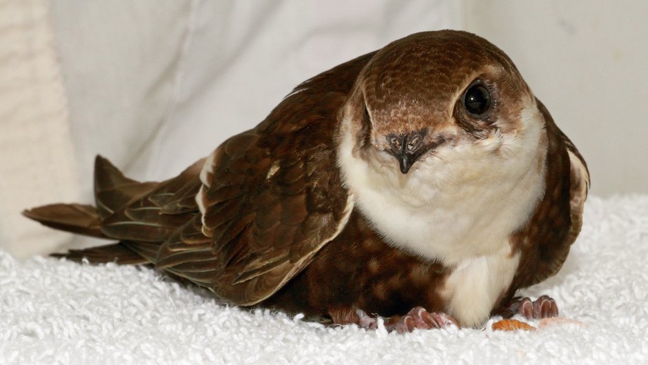 Птица Абабиль фото