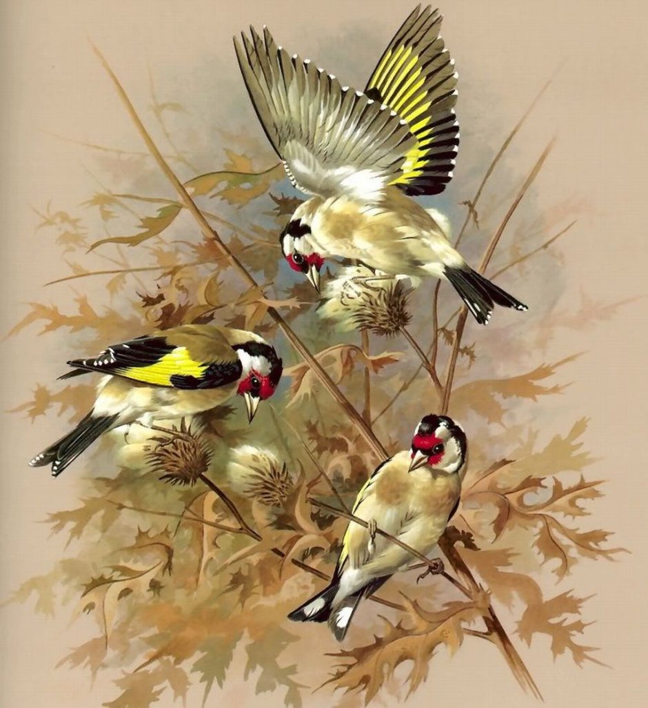 Картина птицы