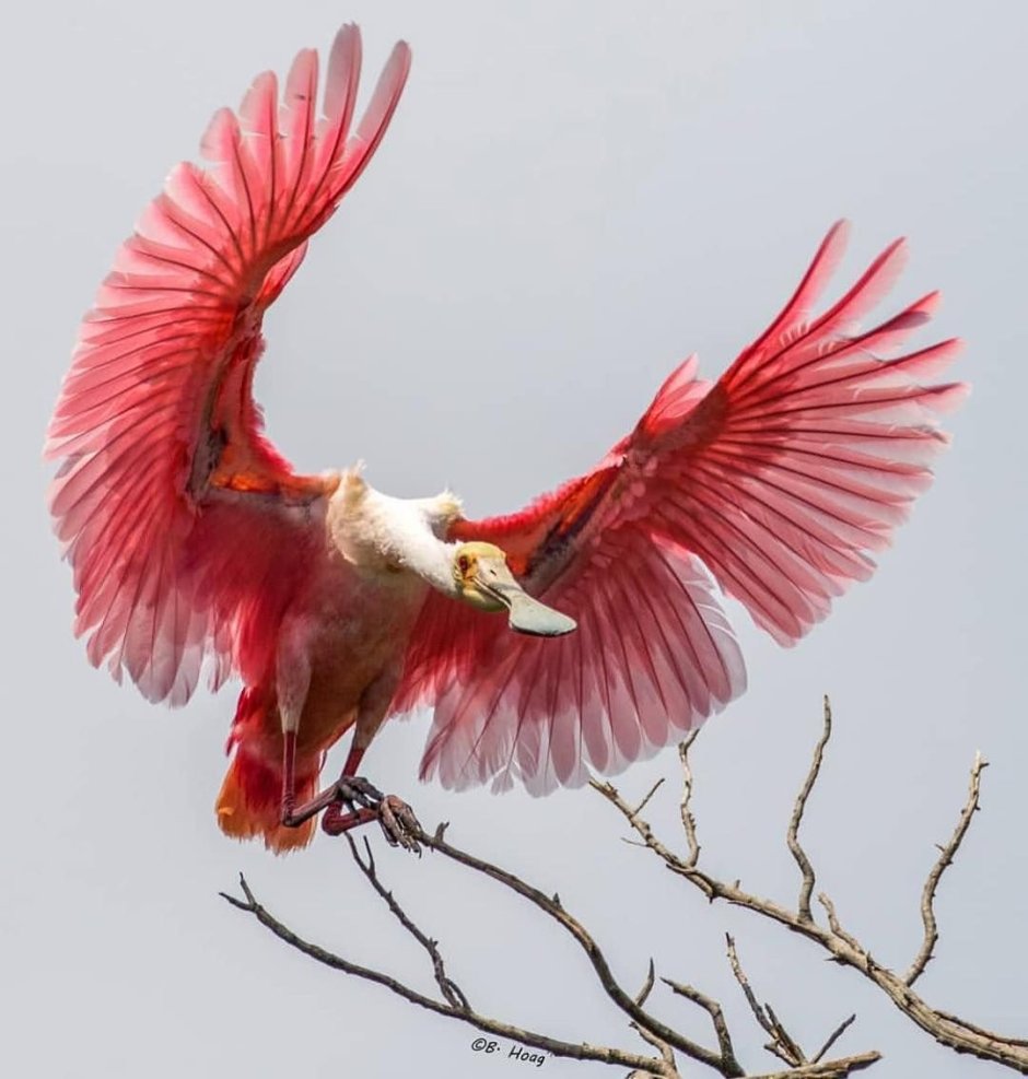 Птицы Пинтерест