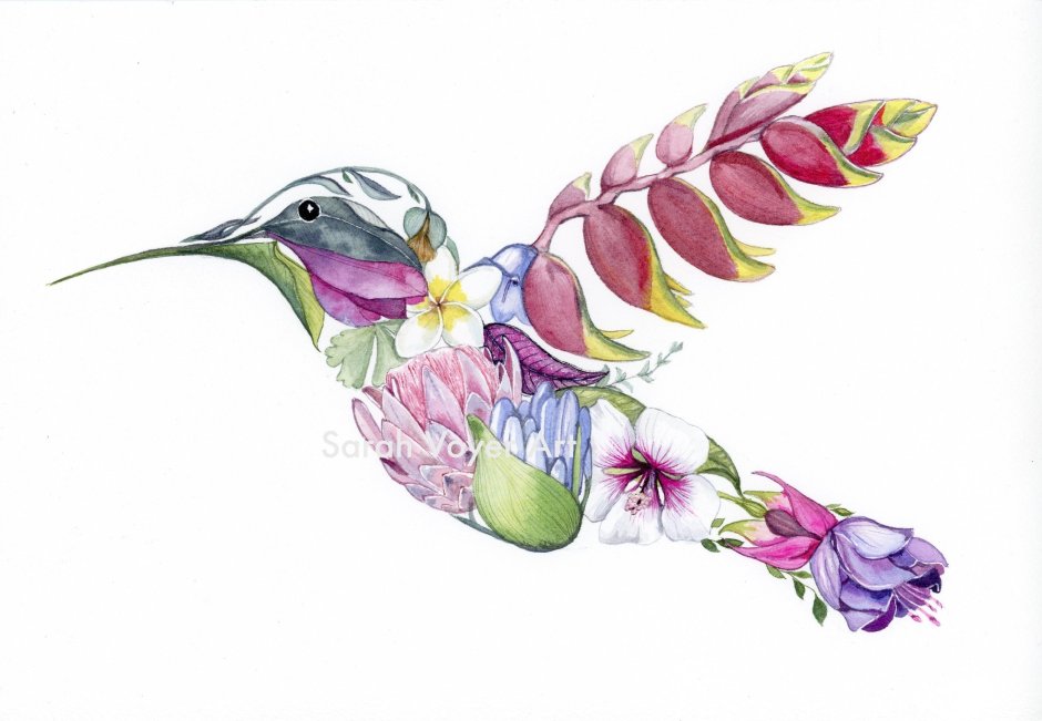 Эскиз Колибри в цвете