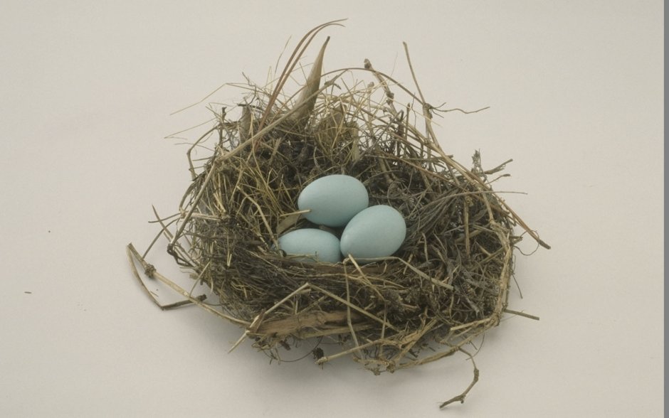 Nest one PNG