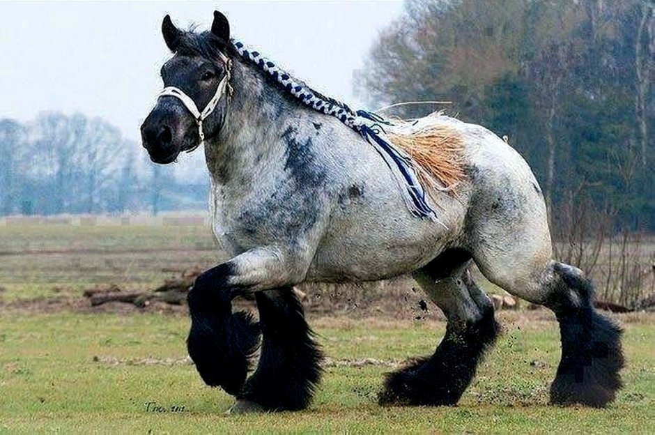 Арденский тяжеловоз