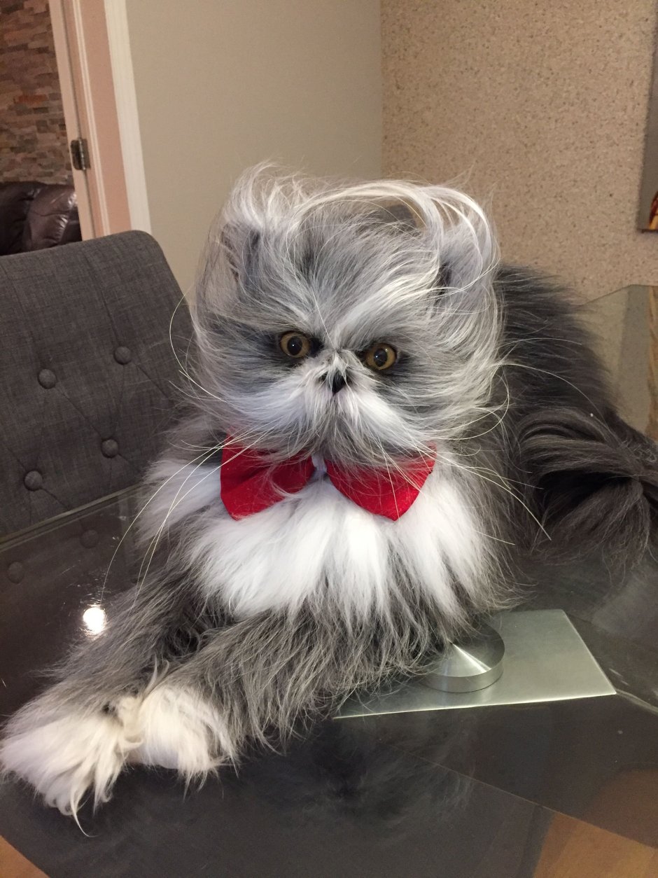 Ачум кот