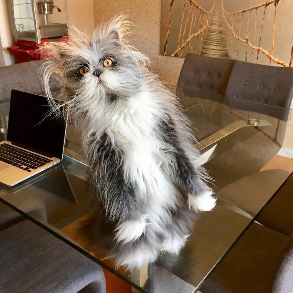 Котопес лохматый