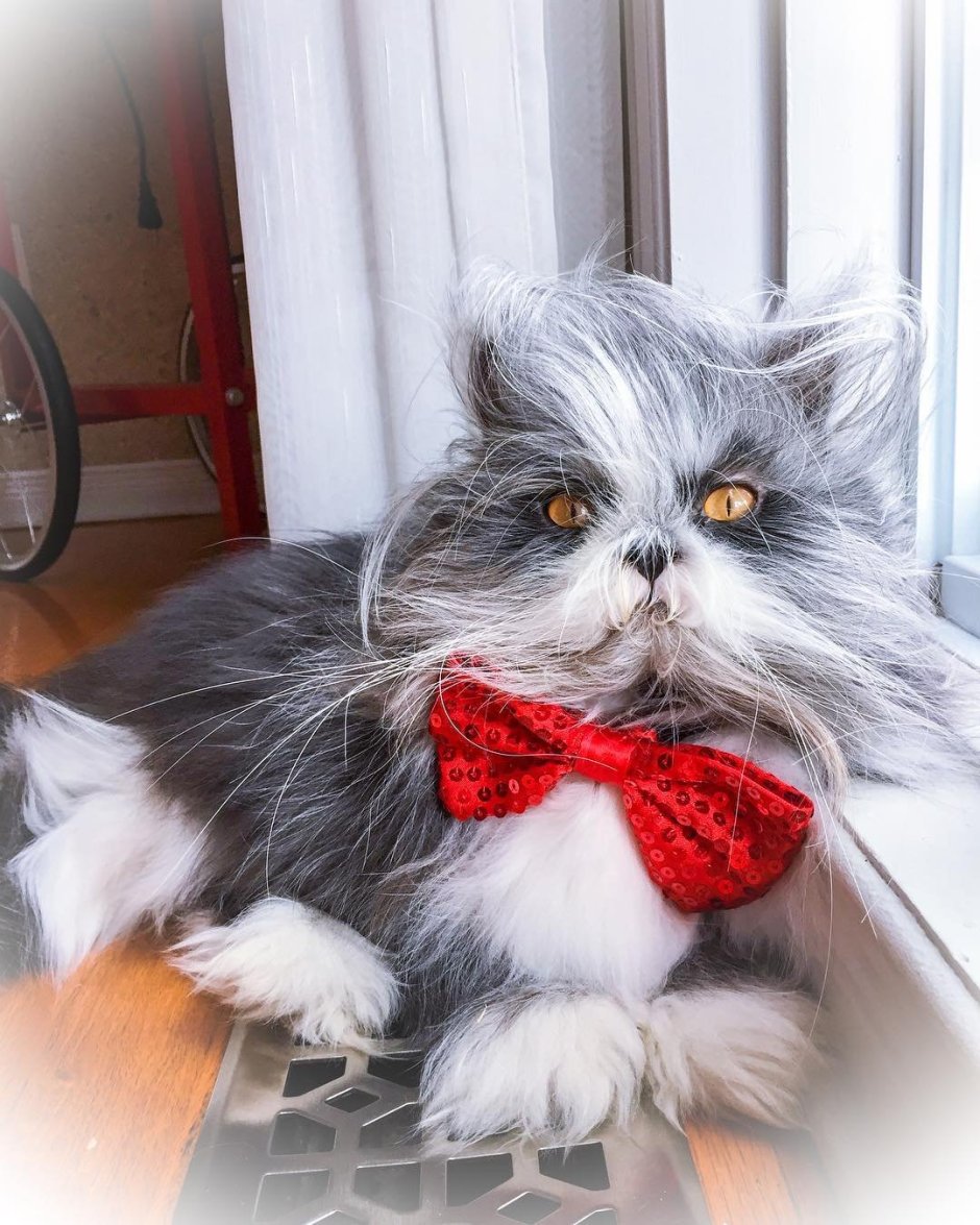 Кот Чубакка
