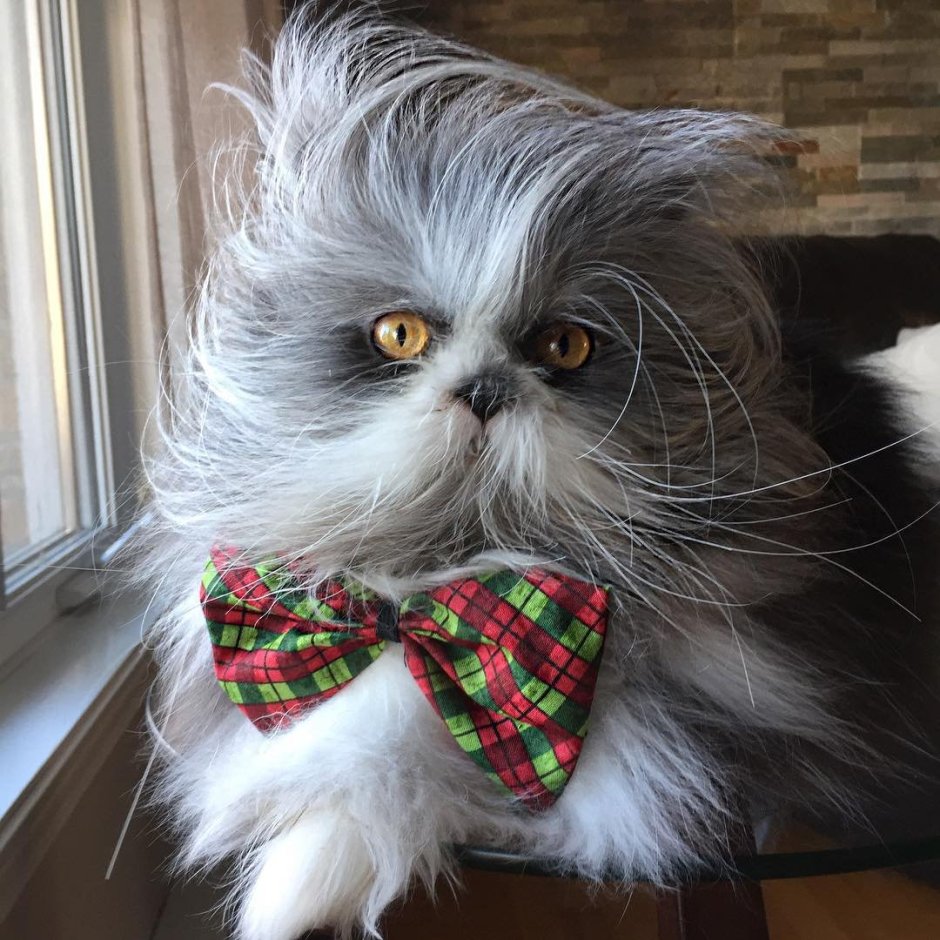 Атчум персидский кот