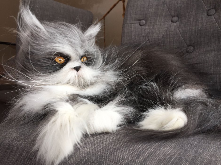 Кошачий оборотень Атчум