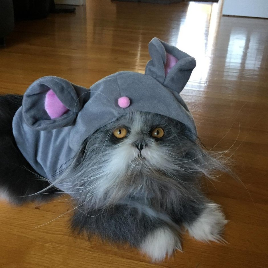 Атчум персидский кот