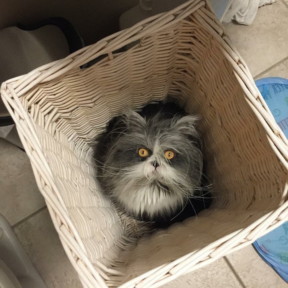 Самые пресамые смешные кошки
