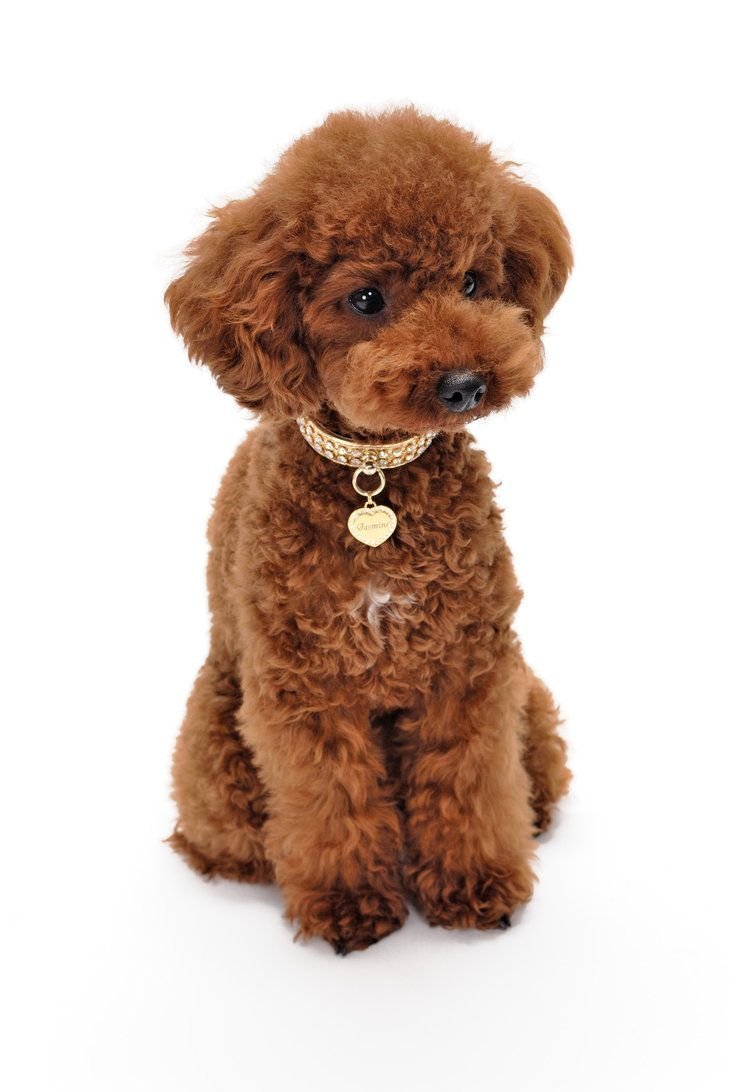 Карликовый пудель рыжий