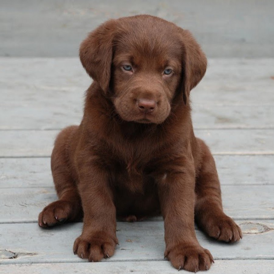 Лабрадор коричневый щенок