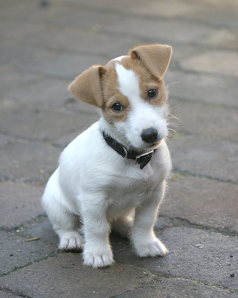 Джек Рассел