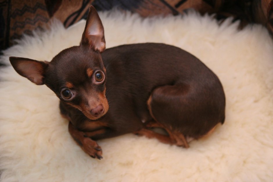 Тойтерьеры мини гладкошерстные