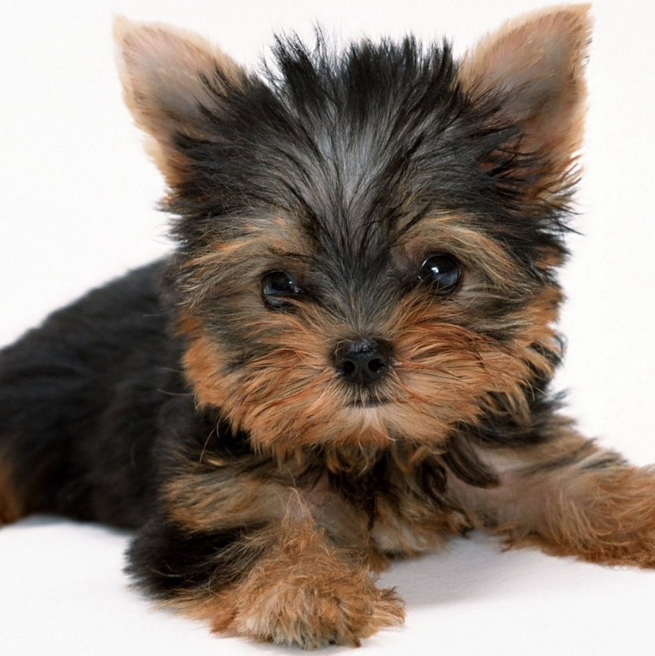 Собачка ершский терьер