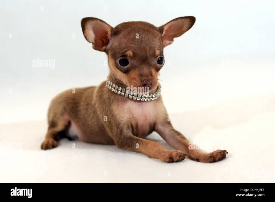 Карликовый терьер