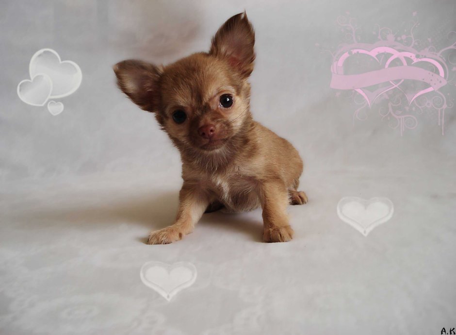 Чихуахуа ДШ щенки