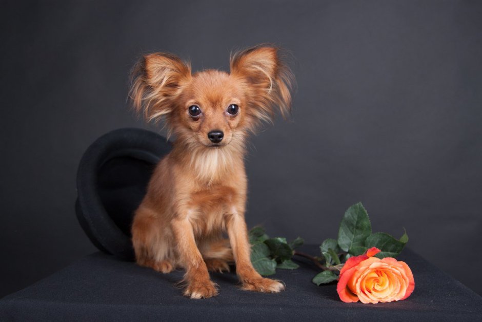 Маленькая коричневая собачка порода
