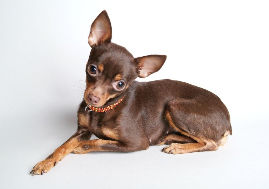 Русский той терьер гладкошерстный