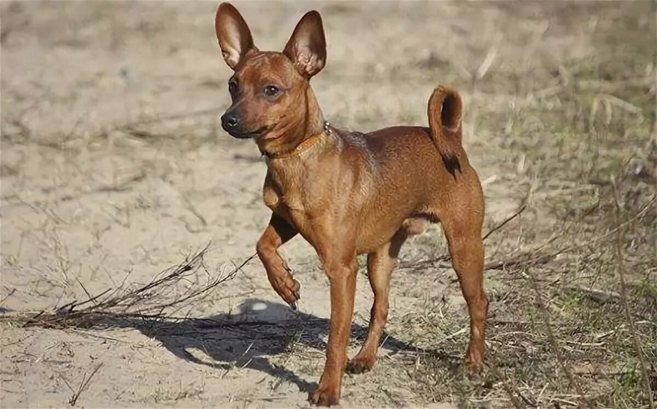 Манчестерский терьер рыжий