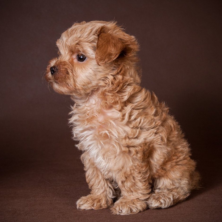 Мальтипу Браун