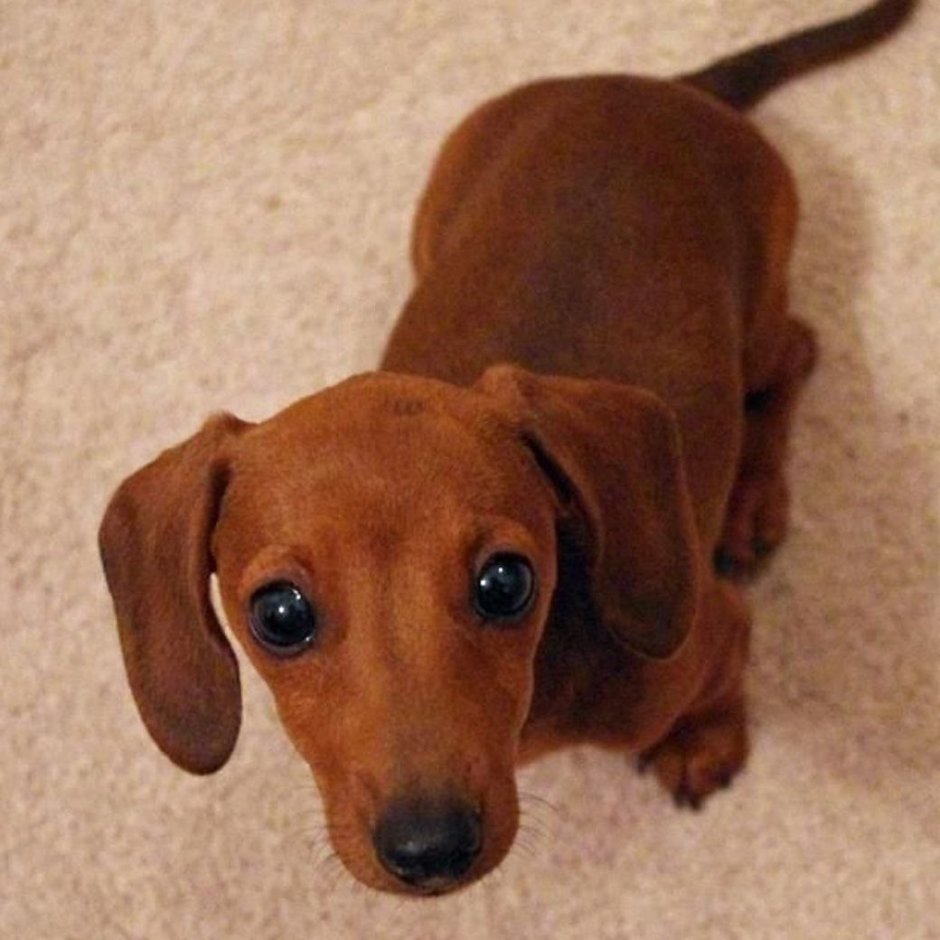 Собака такса рыжая