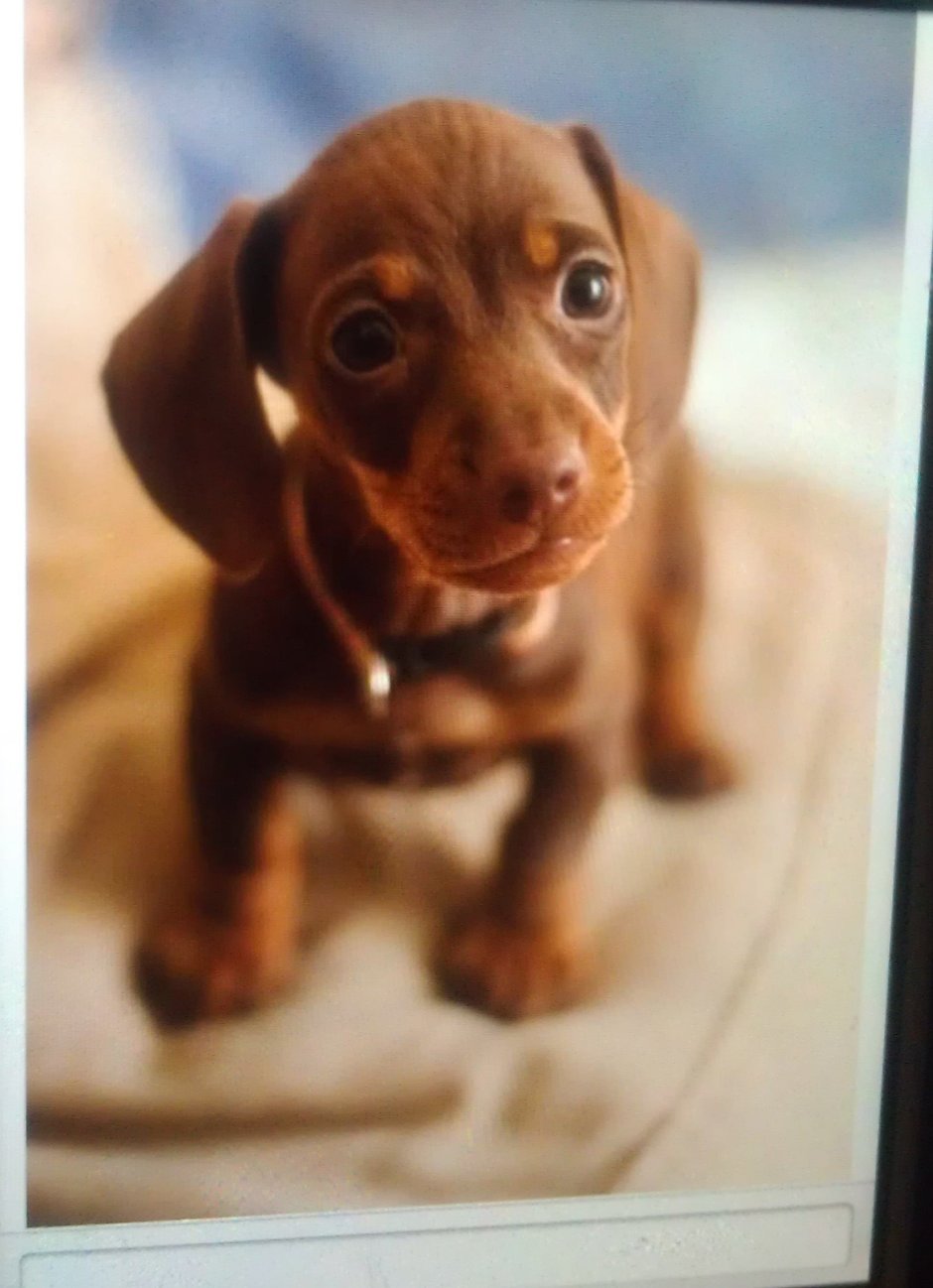 Короткошерстная такса щенок