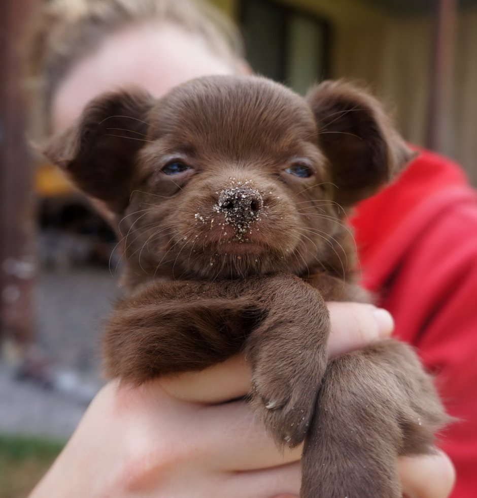 Маленький коричневый щенок