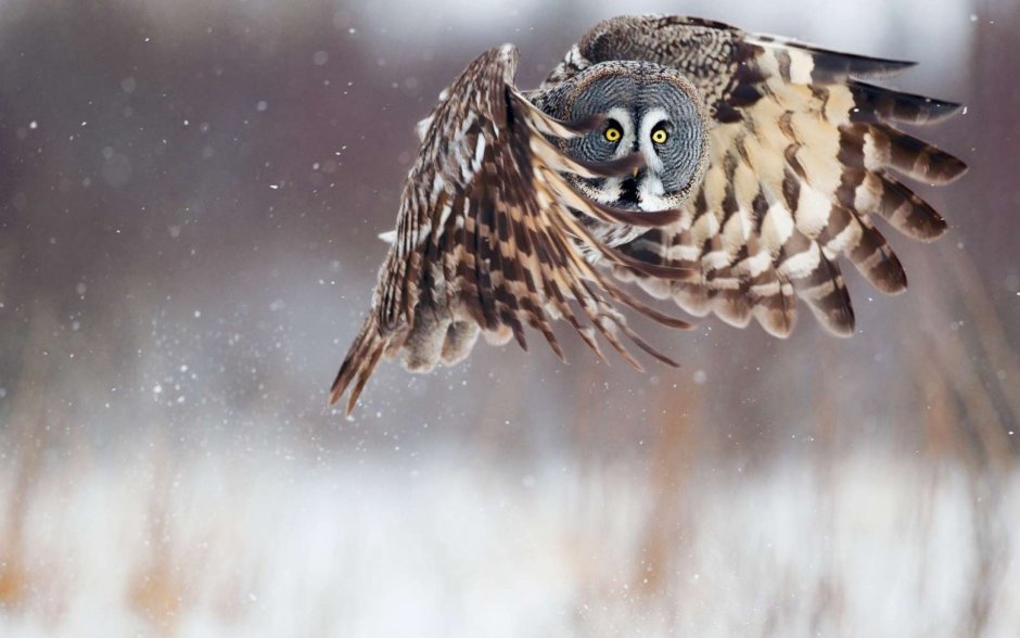 Сова National Geographic