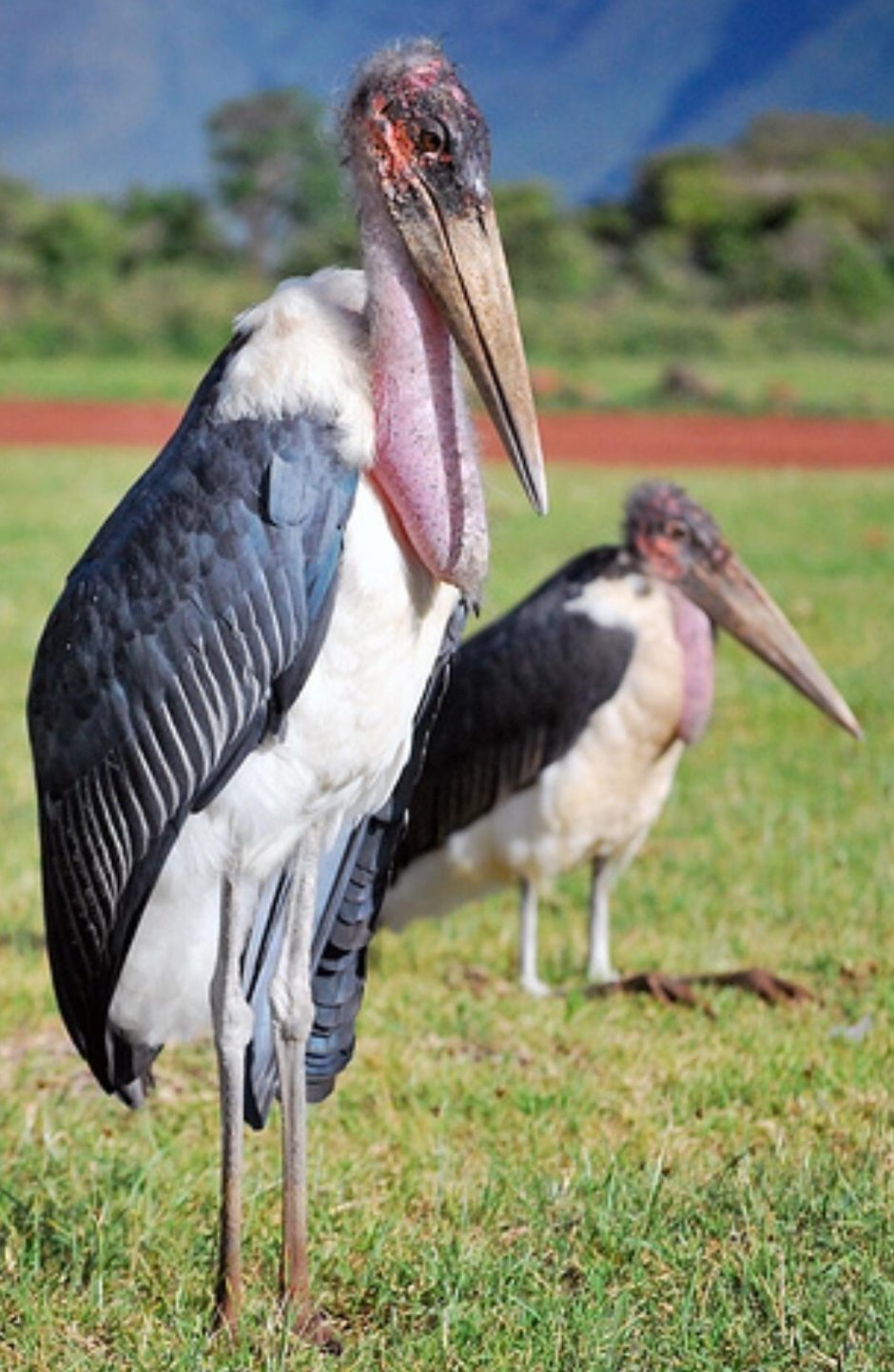 Yellow-billed Hornbill