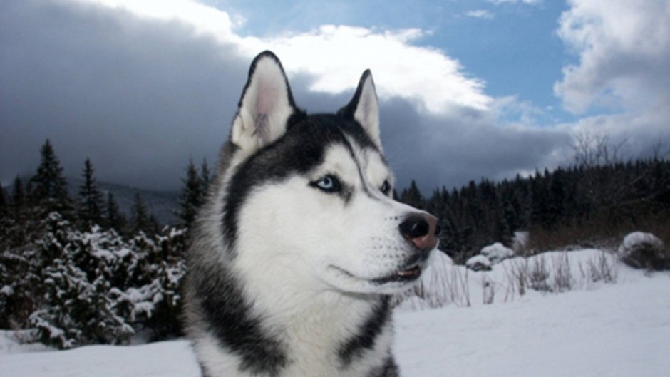 Husky Siberian Black