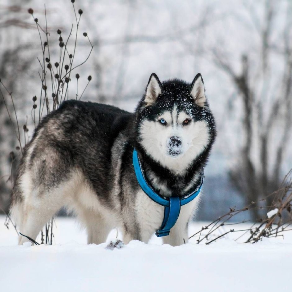 Husky сибириан