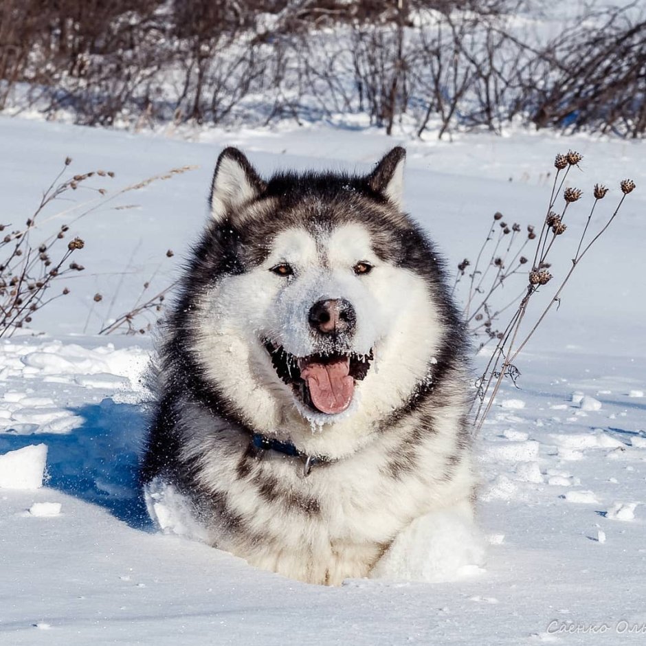 Сибирский хаски