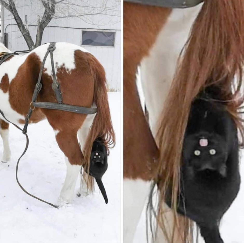 Хвост лошади