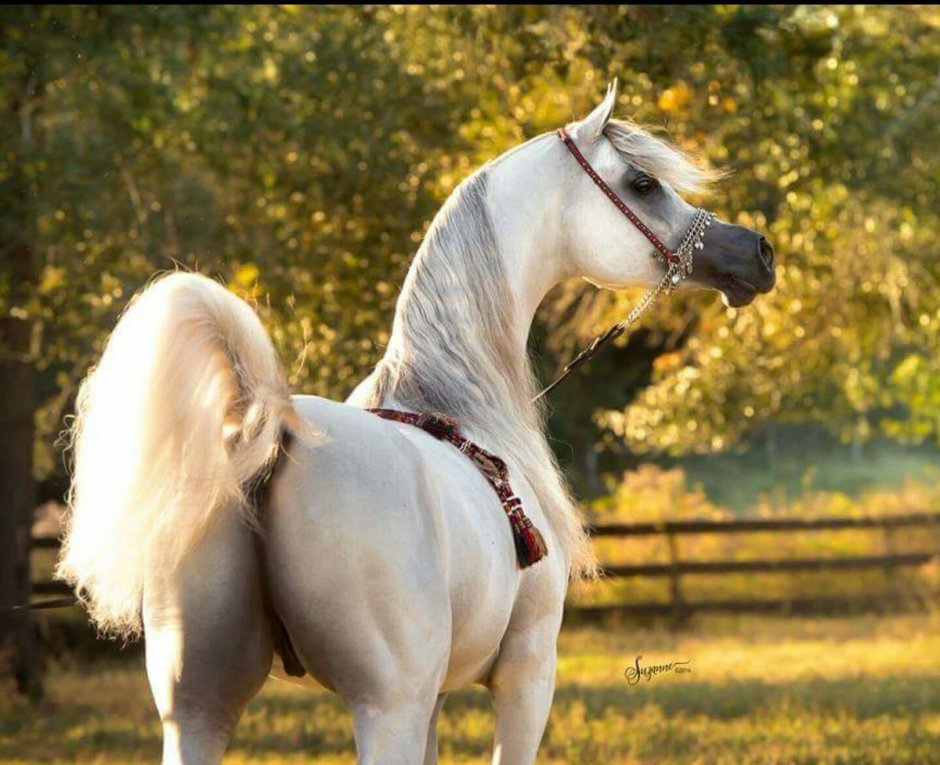 Marwan al Shaqab