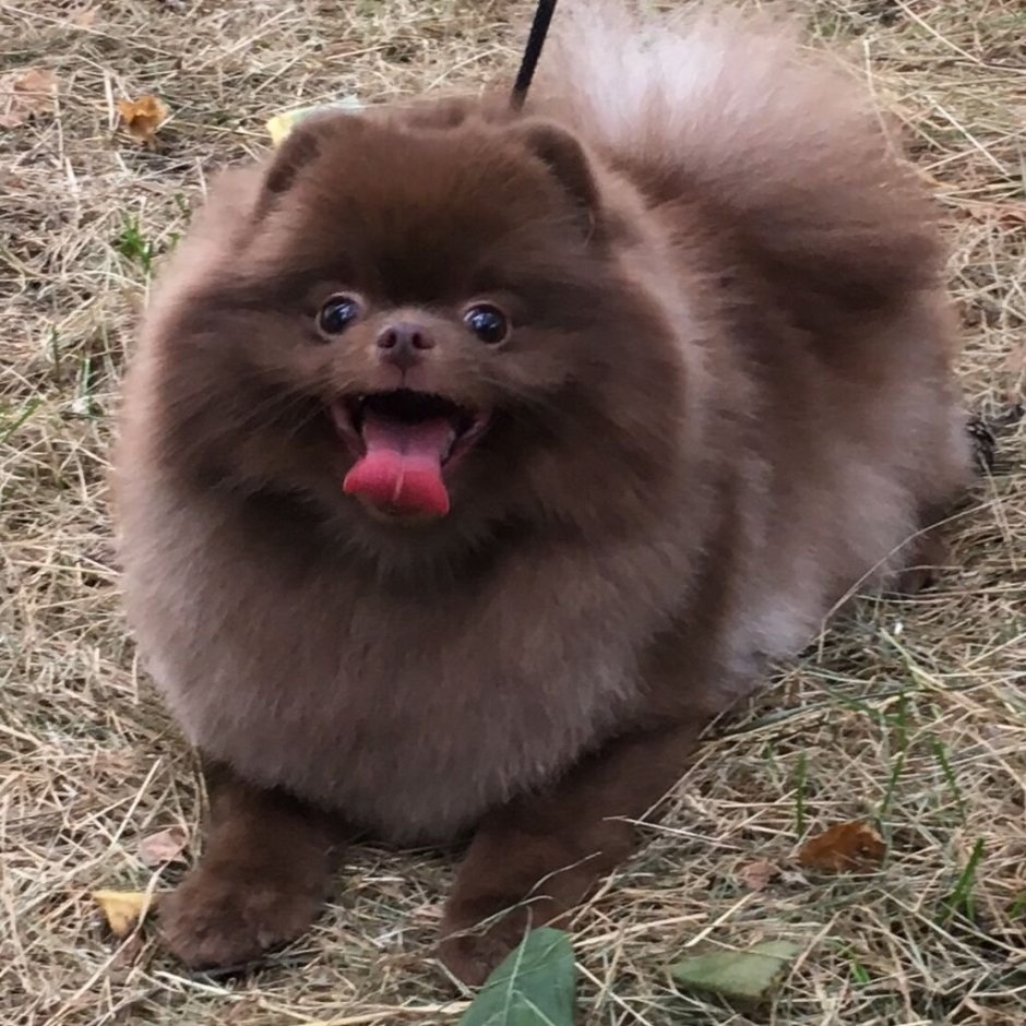 Немецкий шпиц шоколадный