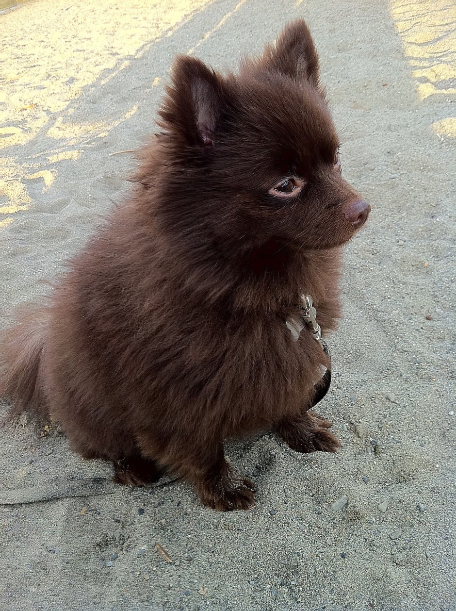 Померанский шпиц Teacup Dog