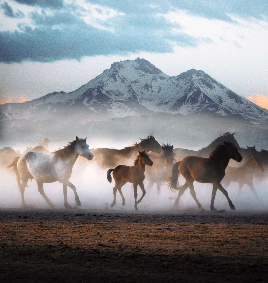 Стадо лошадей