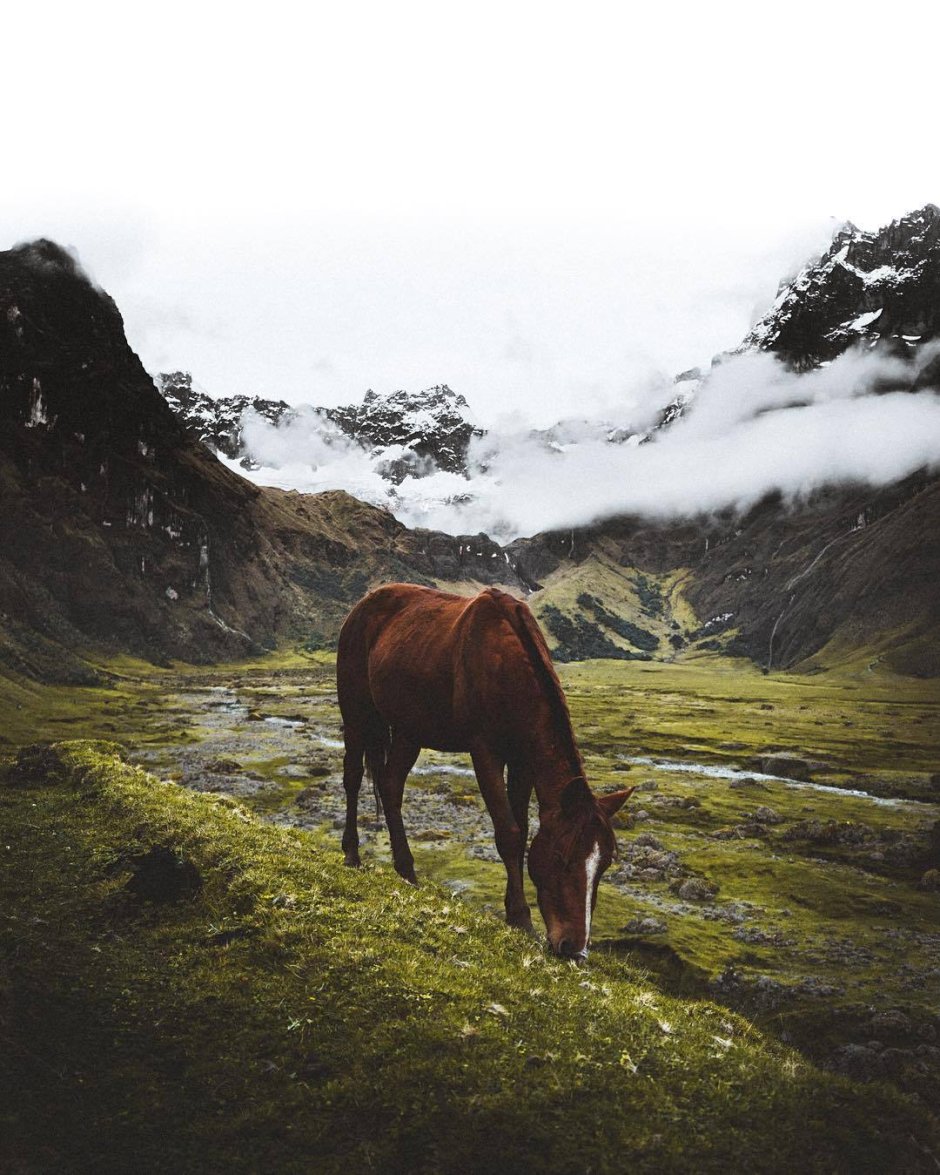 Лошади в горах