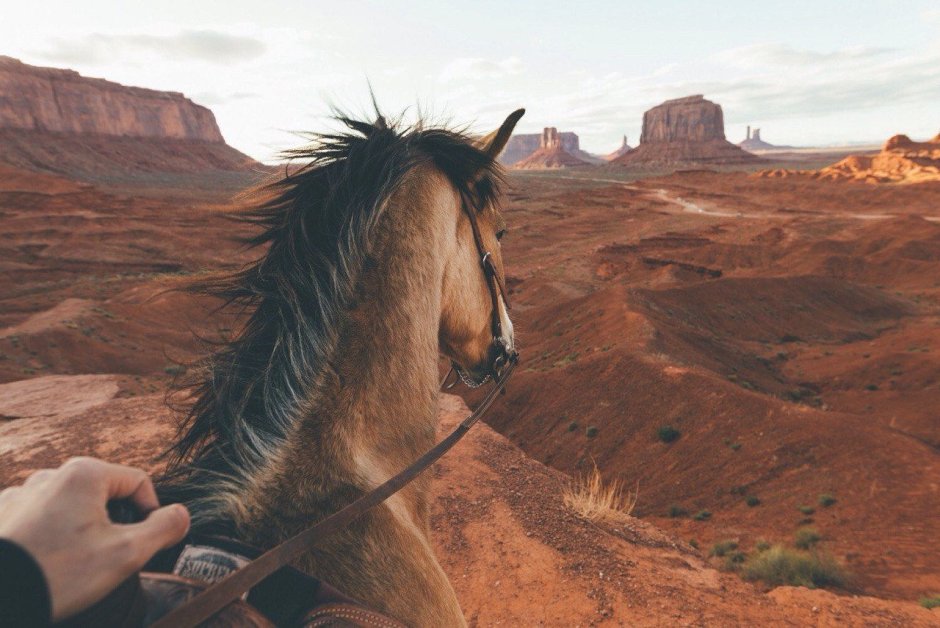 Лошади Эстетика