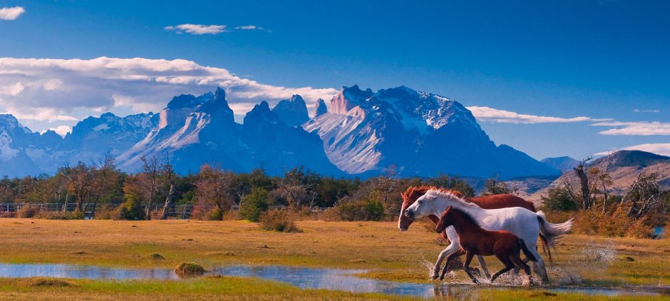 Лошади в горах